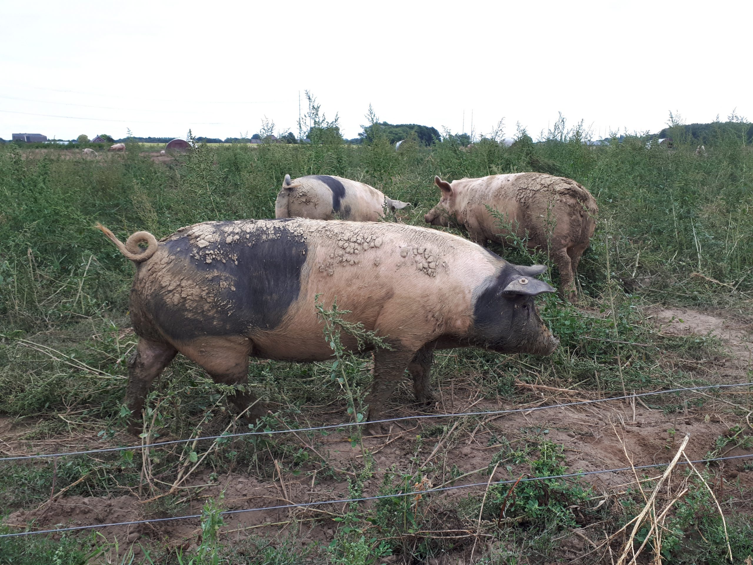 drie varkens van sAndershof in veld met hoog gras en kruiden
