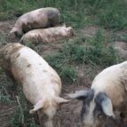 vier scharrelvarkens in de modder