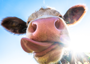 Koe steekt tong uit naar kunstmatige toevoegingen