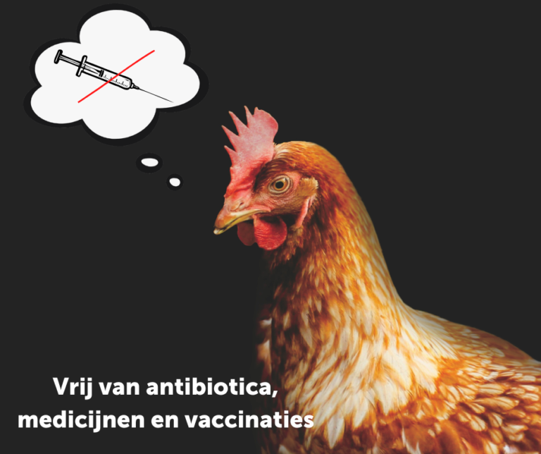 Kippen vaccineren?