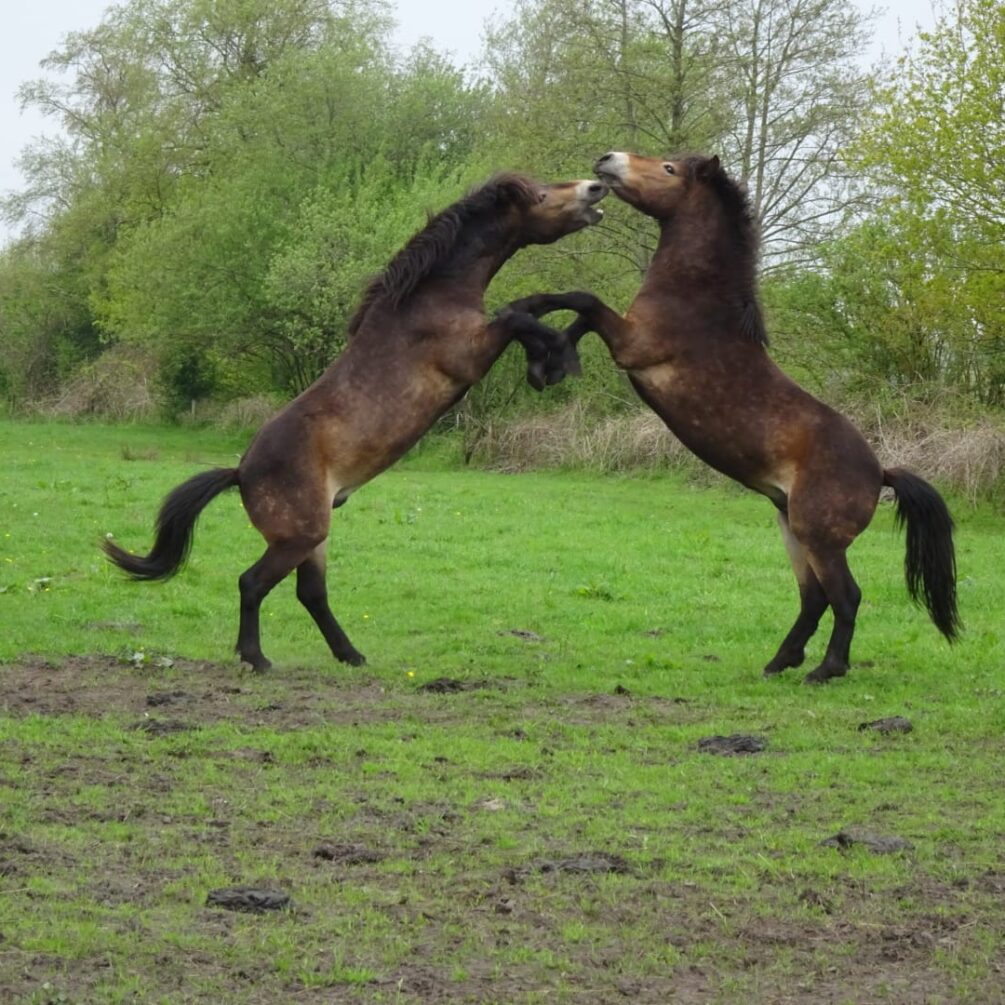 Paarden steigeren exmoor Twee steigerende exmoor hengsten in natuurgebied