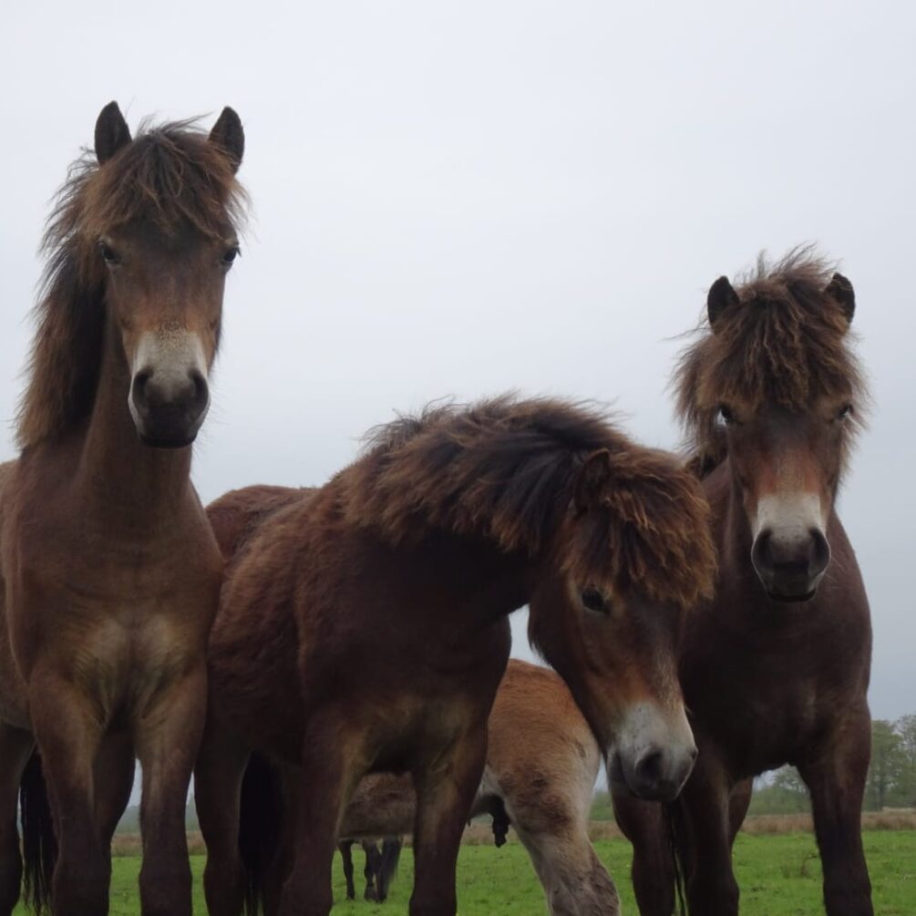 Exmoor paarden Drie exmoor paarden in natuurgebied