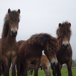 Drie exmoor paarden in natuurgebied