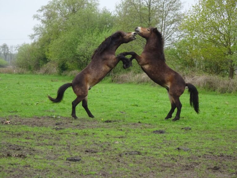 Is paardenvlees gezond en goed voor je?