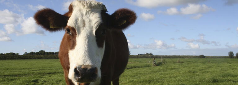 Grasgevoerd melk, is het gezonder?